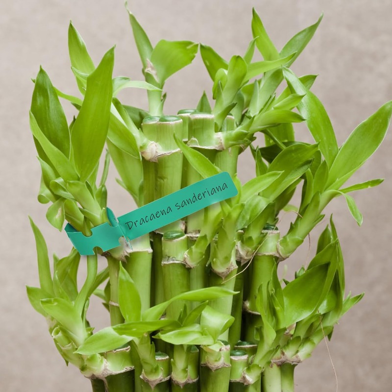 Tag Tanaman / Penanda Pokok /  - Plant Label Tags ulasan dan harga